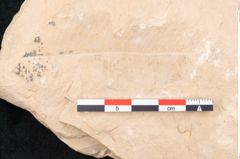 Foto (Detailansicht) von Banksia ungeri (NHMW-GEO-2024-0188-11495)